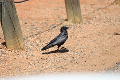 Little Crow photo 3