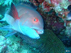 Bodianus macrognathos