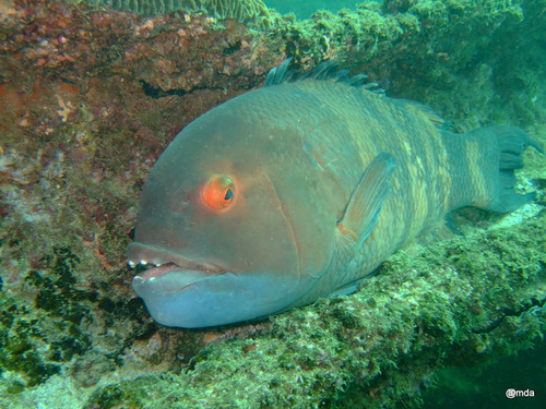 Giant hogfish (Bodianus macrognathos) — Labridae