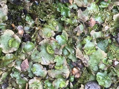 Lunularia cruciata