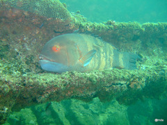 Bodianus macrognathos