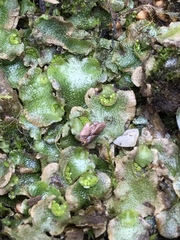 Lunularia cruciata