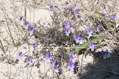 Viola tricolor curtisii