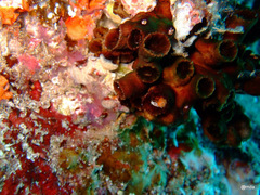 Tubastraea
