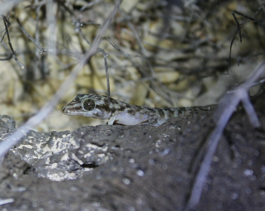 Coronado Island Leaf-Toed Gecko