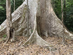 Dipterocarpus oblongifolius