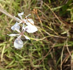 Moraea stricta