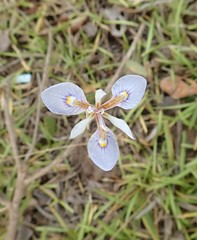 Moraea stricta