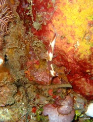 Nembrotha chamberlaini