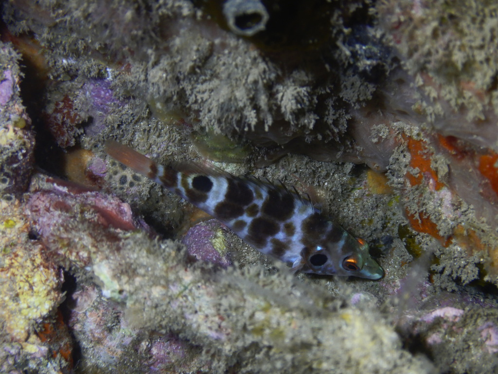 Twinspot Hawkfish