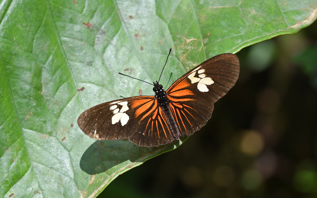 Eueides heliconioides