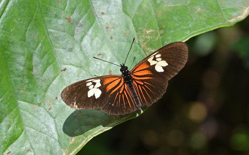 Eueides heliconioides