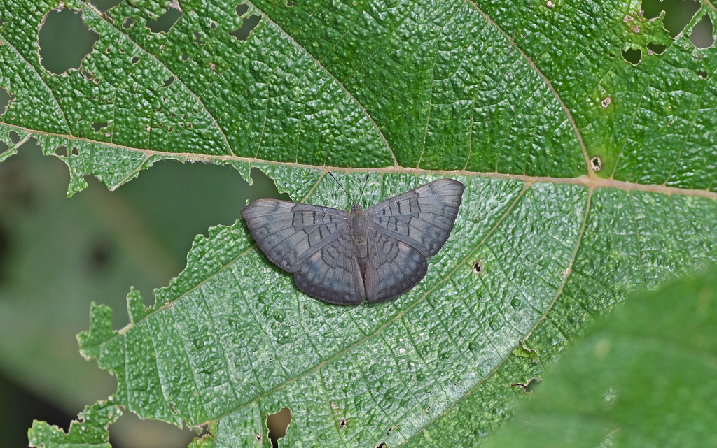 Emesis castigata