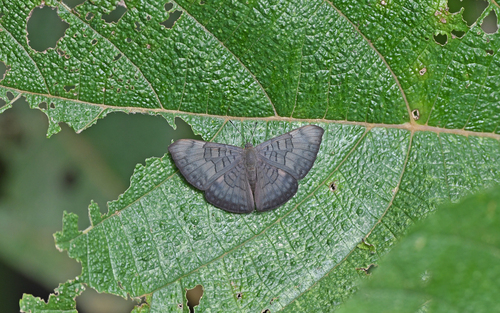 Emesis castigata