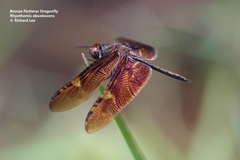 Rhyothemis obsolescens