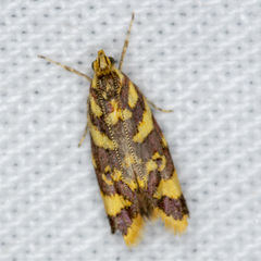 Tisobarica thyteria