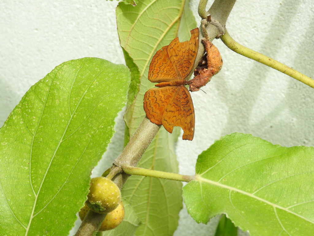 Common Castor Butterfly in October 2023 by aNat · iNaturalist