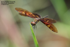 Rhyothemis obsolescens