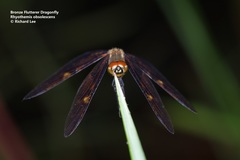 Rhyothemis obsolescens