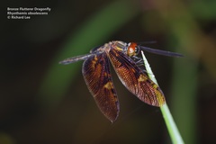 Rhyothemis obsolescens