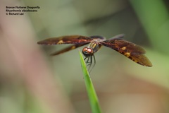 Rhyothemis obsolescens