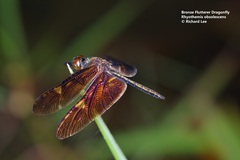 Rhyothemis obsolescens