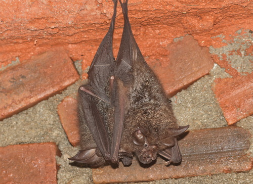 Northern Woolly Horseshoe Bat (Rhinolophus perniger) — Data Deficient Mammalia