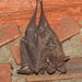 Northern Woolly Horseshoe Bat - Photo (c) Andrew Pierce, some rights reserved (CC BY-NC), uploaded by Andrew Pierce