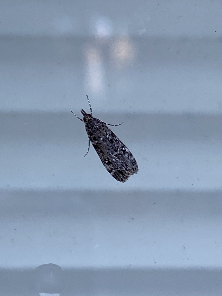 Eudonia philerga from North Island, Auckland, Auckland, NZ on October 6 ...