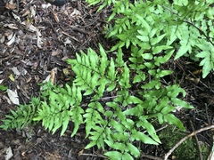 Cheilanthes viridis viridis