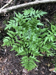 Cheilanthes viridis viridis