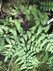 Cheilanthes viridis viridis