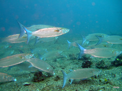 Crenimugil crenilabis