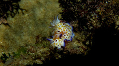 Goniobranchus leopardus