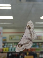 Problepsis conjunctiva