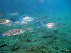 Crenimugil crenilabis