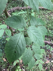 Cyphostemma paucidentatum