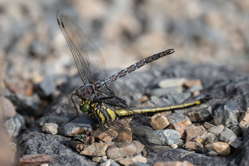 Dragonhunter photo 3