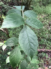 Cyphostemma paucidentatum