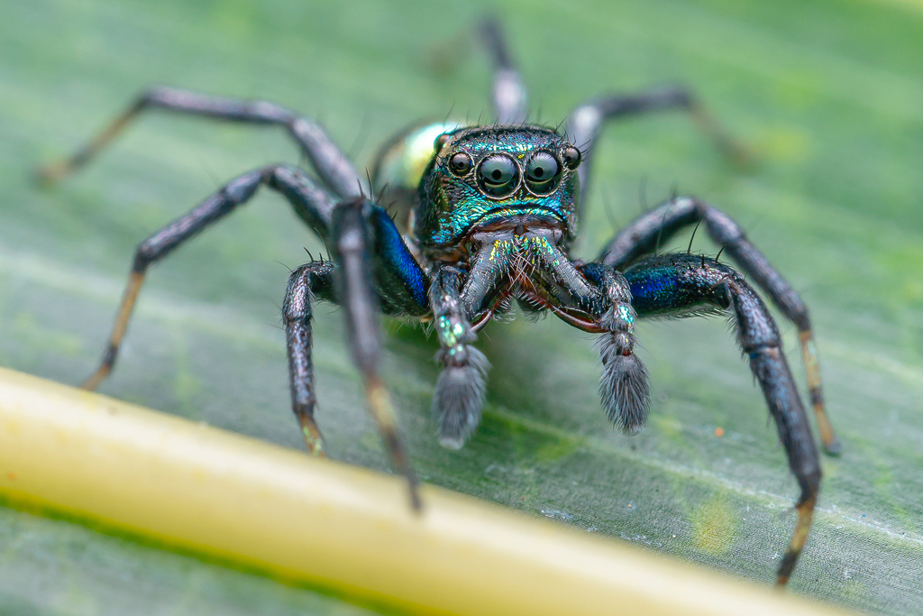 Banded Phintella