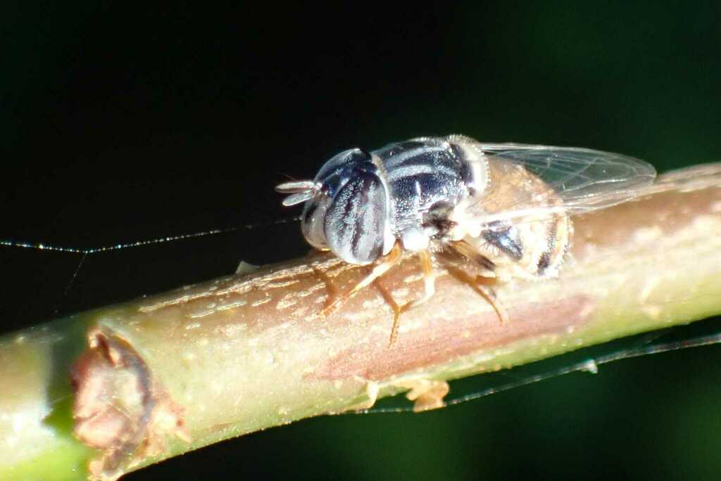 Paragus azureus
