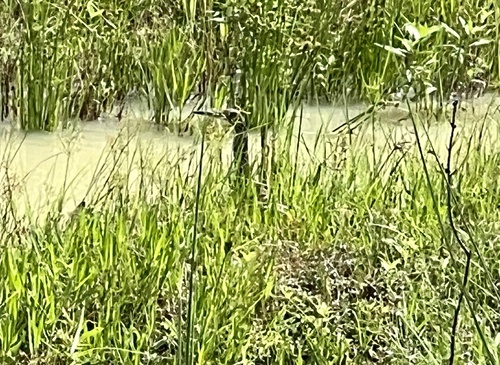 Indian Pond-Heron