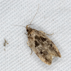 Barea melanodelta