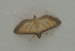 Cnaphalocrocis
