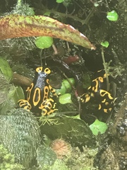 Dendrobates leucomelas