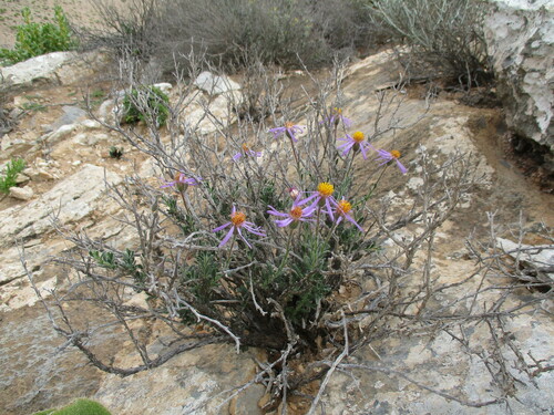 Tuft Felicia (Felicia hirsuta)