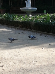 Columba livia domestica