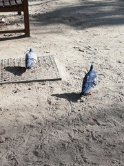 Columba livia domestica