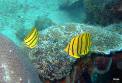 Chaetodon octofasciatus