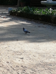 Columba livia domestica